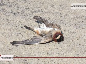 مرگ سارها - مرگ صدها پرنده در رم ایتالیا در پی آتش بازی شب سال نو